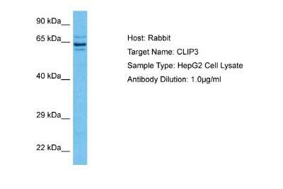 Western Blot: CLIP3 Antibody [NBP2-83975]