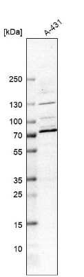 Western Blot: CLIP4 Antibody [NBP1-91793]