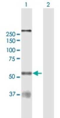 Western Blot: CLK1 Antibody [H00001195-B01P]