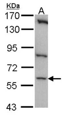 Western Blot: CLK1 Antibody [NBP1-32262]