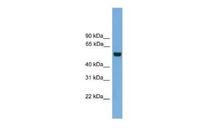 Western Blot: CLK1 Antibody [NBP2-87194]