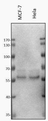 Western Blot: CLK1 Antibody [NBP2-87194]