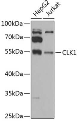 Western Blot: CLK1 AntibodyBSA Free [NBP2-92481]