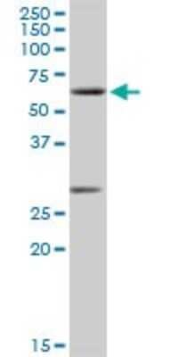 Western Blot: CLK2 Antibody [H00001196-D01P]