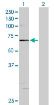 Western Blot: CLK2 Antibody [H00001196-D01P]