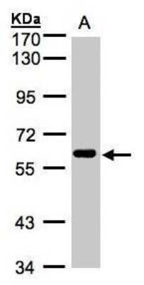 Western Blot: CLK2 Antibody [NBP1-32647]