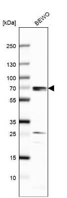 Western Blot: CLK2 Antibody [NBP2-47506]