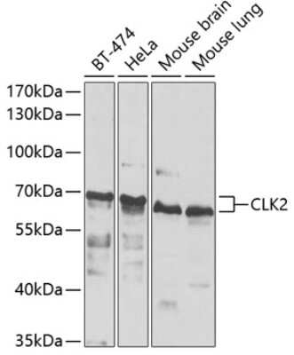 Western Blot: CLK2 AntibodyBSA Free [NBP2-92523]