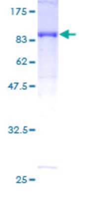 SDS-PAGE: Recombinant Human CLK2 GST (N-Term) Protein [H00001196-P01]