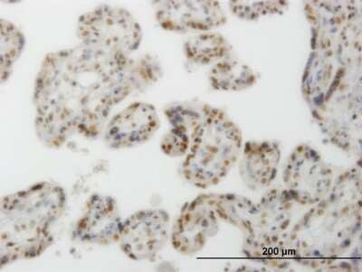 Immunohistochemistry-Paraffin: CLK3 Antibody (1F10) [H00001198-M05]