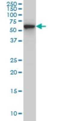 Western Blot: CLK3 Antibody (1F10) [H00001198-M05]