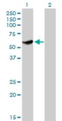 Western Blot: CLK3 Antibody (1F10) [H00001198-M05]