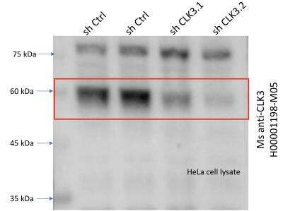 Western Blot: CLK3 Antibody (1F10) [H00001198-M05]