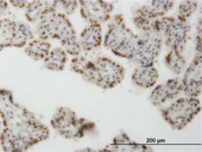 Immunohistochemistry-Paraffin: CLK3 Antibody (1H2) [H00001198-M01]