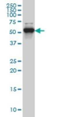 Western Blot: CLK3 Antibody (1H2) [H00001198-M01]