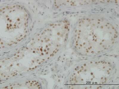 Immunohistochemistry-Paraffin: CLK3 Antibody (5B2) [H00001198-M04]