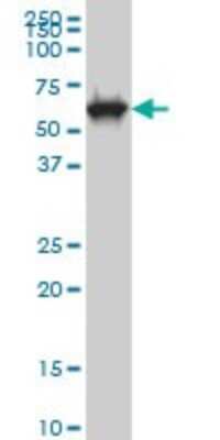 Western Blot: CLK3 Antibody (5B2) [H00001198-M04]