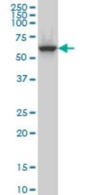 Western Blot: CLK3 Antibody (7D6) [H00001198-M07]