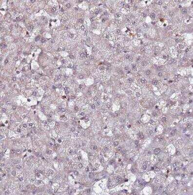 Immunohistochemistry-Paraffin: CLK3 Antibody [NBP1-91794]