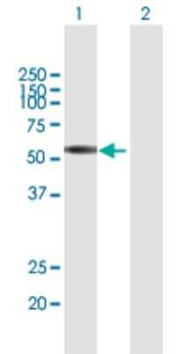 Western Blot: CLK3 Antibody [H00001198-B01P]