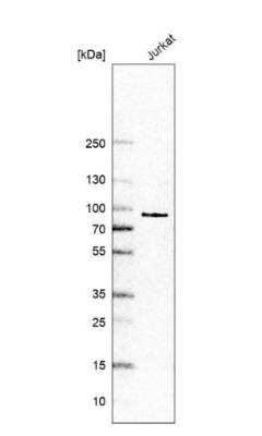 Western Blot: CLK3 Antibody [NBP1-91794]