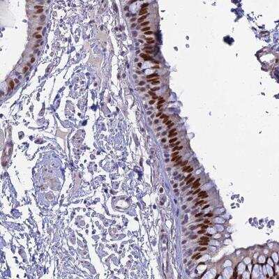 Immunohistochemistry-Paraffin: CLK4 Antibody [NBP2-47505]