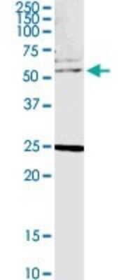 Western Blot: CLK4 Antibody [H00057396-B01P]