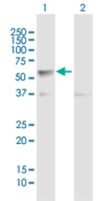 Western Blot: CLK4 Antibody [H00057396-B01P]