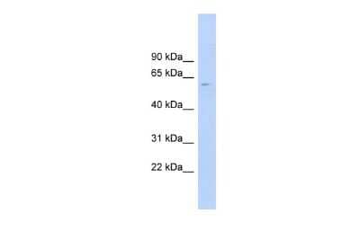 Western Blot: CLK4 Antibody [NBP2-87195]