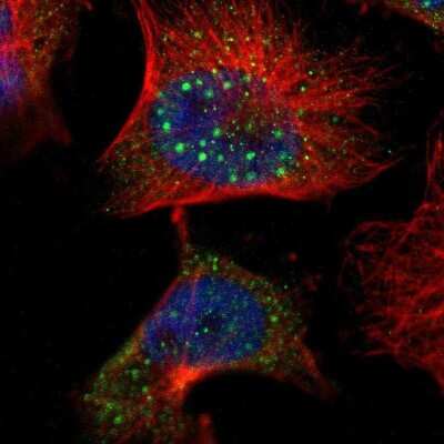 Immunocytochemistry/ Immunofluorescence: CLMN Antibody [NBP1-94034]