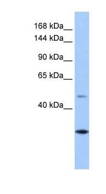 Western Blot: CLMN Antibody [NBP1-91450]