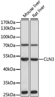 Western Blot: CLN3 AntibodyAzide and BSA Free [NBP2-92767]