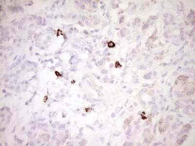 Immunohistochemistry: CLOCK Antibody (OTI2H7) [NBP2-46311]