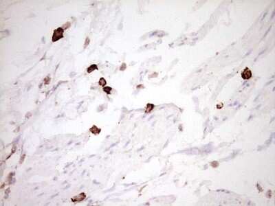 Immunohistochemistry: CLOCK Antibody (OTI2H7) [NBP2-46311]