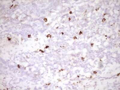 Immunohistochemistry: CLOCK Antibody (OTI2H7) [NBP2-46311]