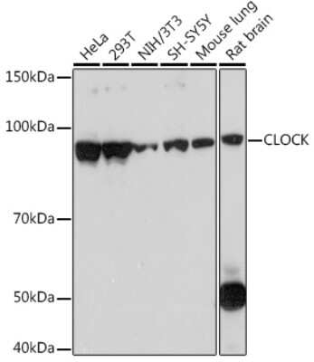 Western Blot: CLOCK Antibody (3D8H6) [NBP3-16656]