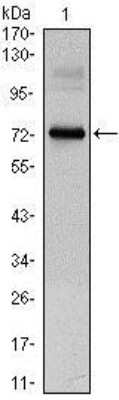 Western Blot: CLOCK Antibody (8F7)BSA Free [NBP1-51610]