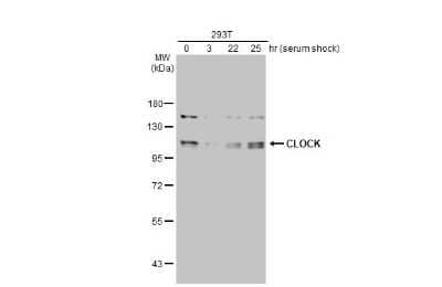 Western Blot: CLOCK Antibody (HL1099) [NBP3-13718]