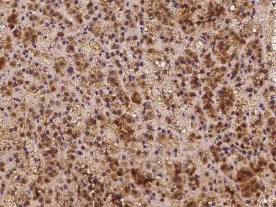 Immunohistochemistry-Paraffin: CLOCK Antibody [NBP2-97344]