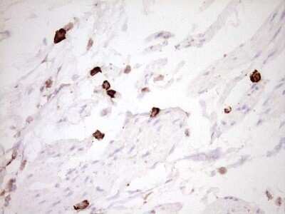Immunohistochemistry: CLOCK Antibody (OTI2H7) - Azide and BSA Free [NBP2-71479]