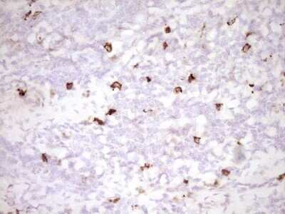 Immunohistochemistry: CLOCK Antibody (OTI2H7) - Azide and BSA Free [NBP2-71479]