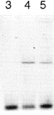 Western Blot: CLOCK Antibody [NB100-126]