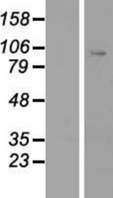 Western Blot: CLOCK Overexpression Lysate [NBP2-07811]