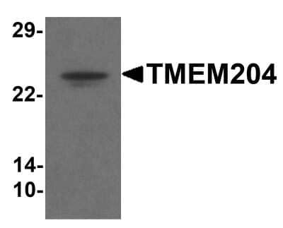 Western Blot: CLP24/TMEM204 AntibodyBSA Free [NBP1-77069]