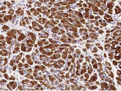 Immunohistochemistry-Paraffin: CLPS Antibody (111) [NBP2-90233]