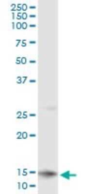 Immunoprecipitation: CLPS Antibody (8A8) [H00001208-M01]