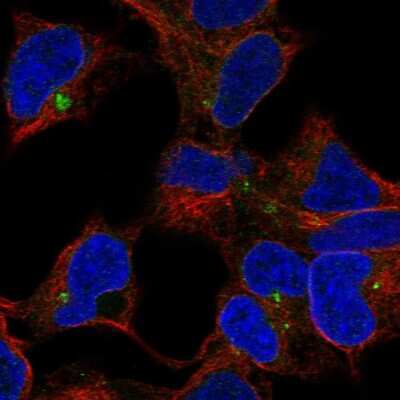 Immunocytochemistry/ Immunofluorescence: CLPTM1 Antibody [NBP2-55764]