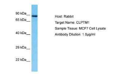 Western Blot: CLPTM1 Antibody [NBP2-84697]