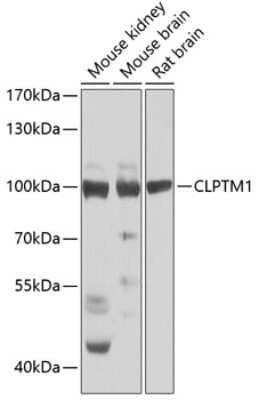 Western Blot: CLPTM1 AntibodyBSA Free [NBP2-92505]