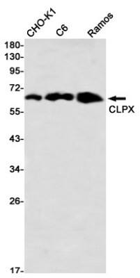 Western Blot: CLPX Antibody (S05-2A6) [NBP3-19849]